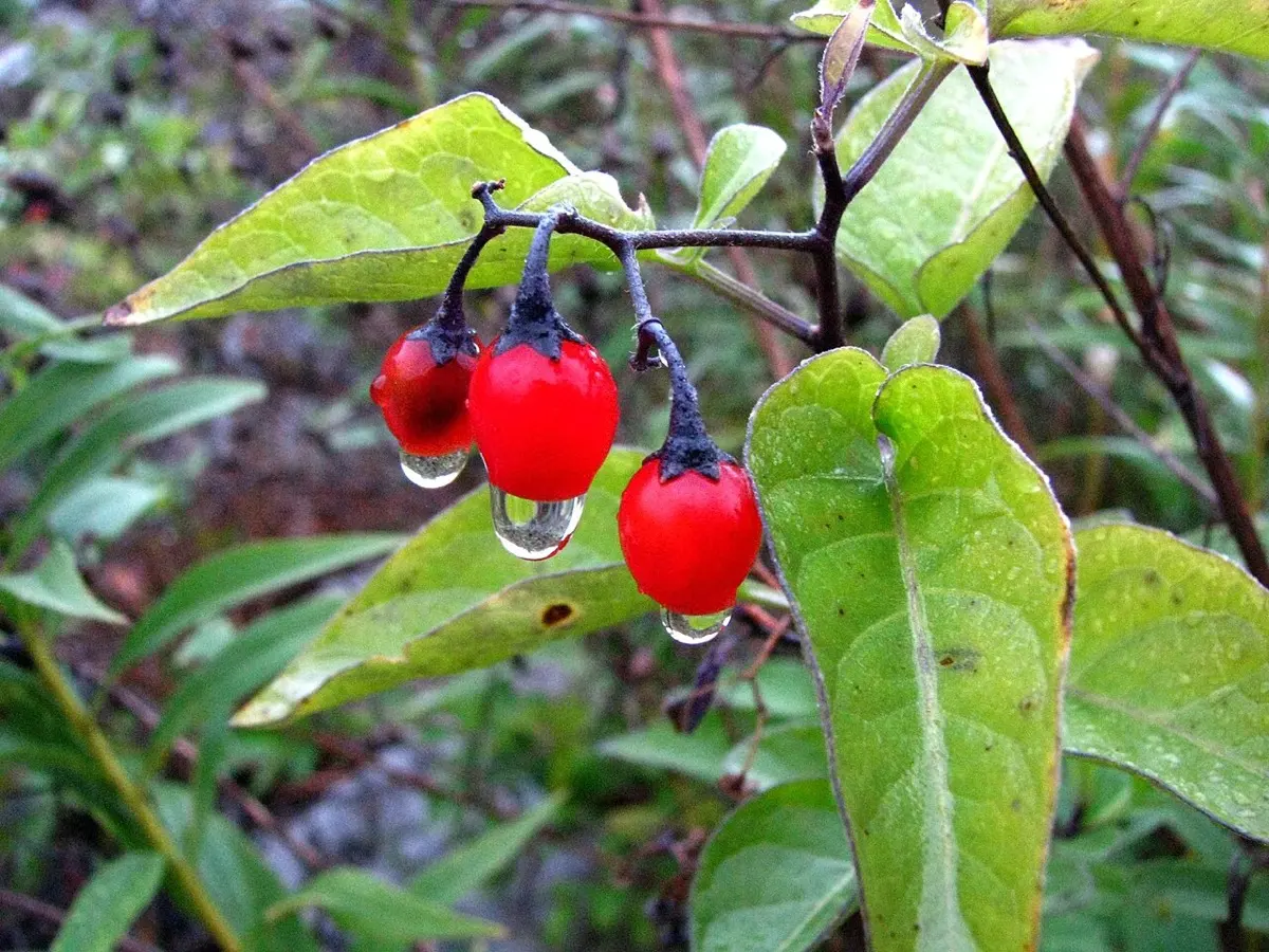 Douce-amère - Solanum dulcamara