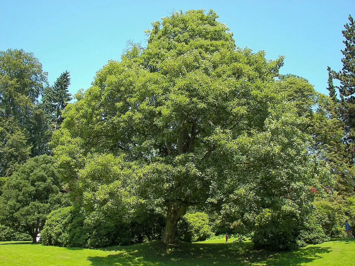 Érable sycomore - Acer pseudoplatanus
