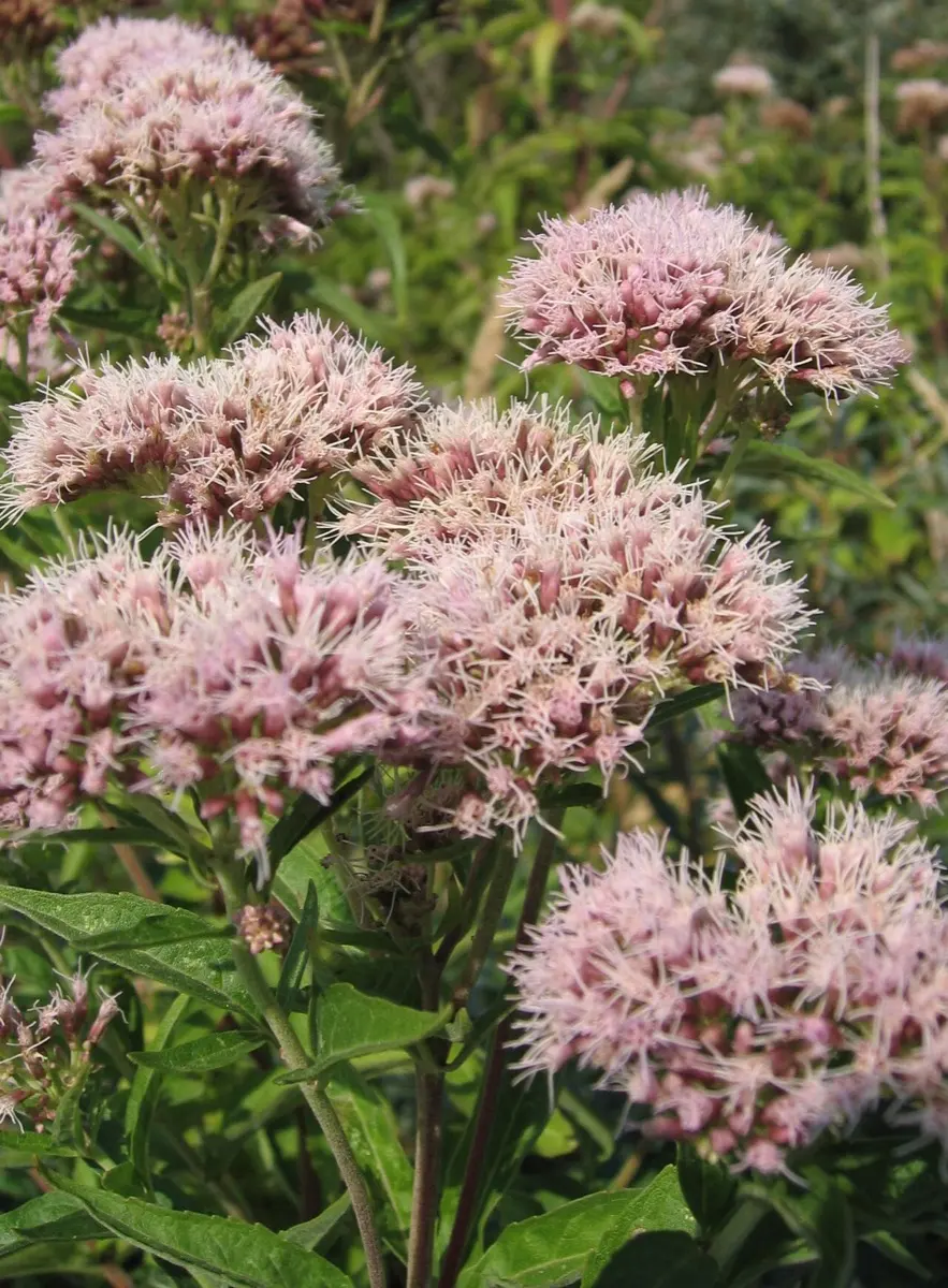 Eupatoire chanvrine - Eupatorium cannabinum