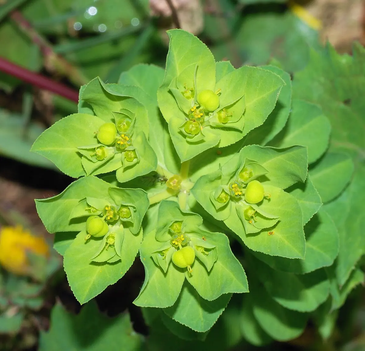Euphorbe - Euphorbia