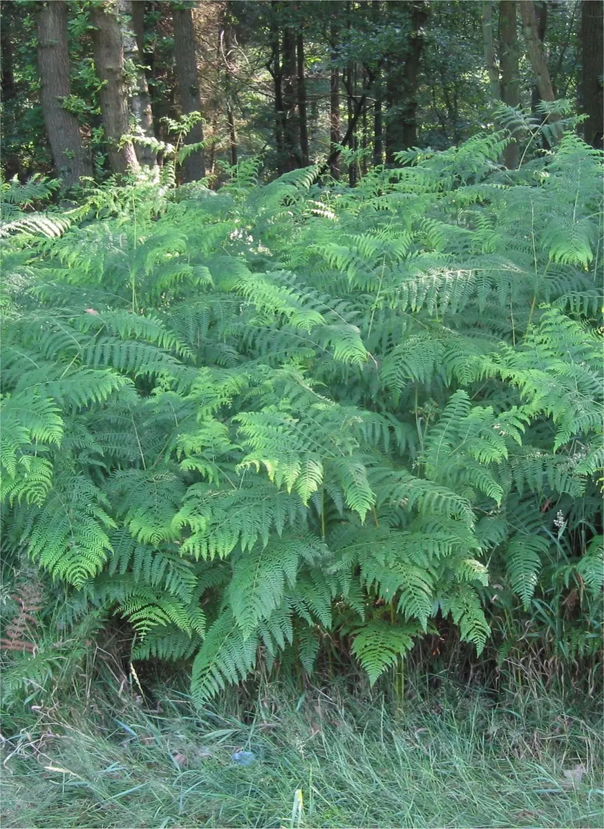Fougère aigle - Pteridium aquilinum