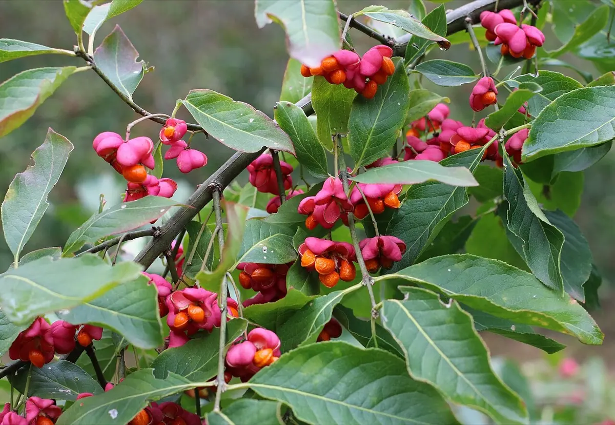 Fusain d'Europe (Bonnet d'évêque) - Euonymus europaeus