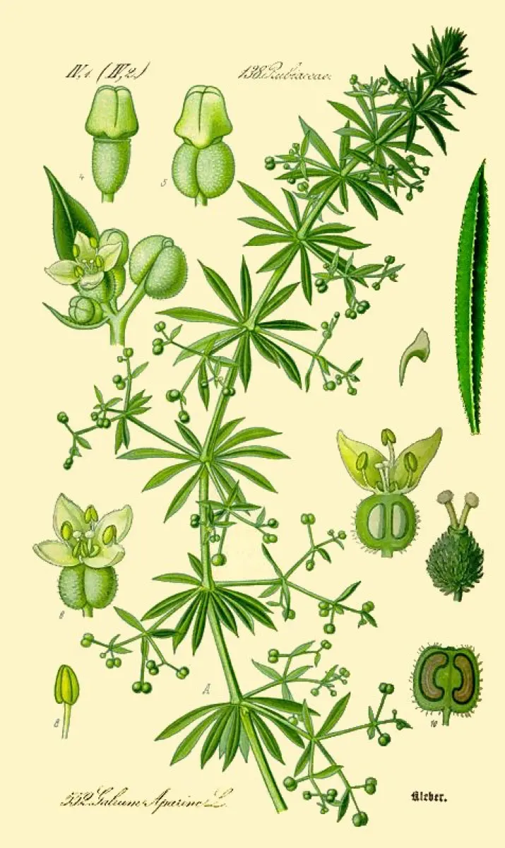 Gaillet gratteron - Galium aparine