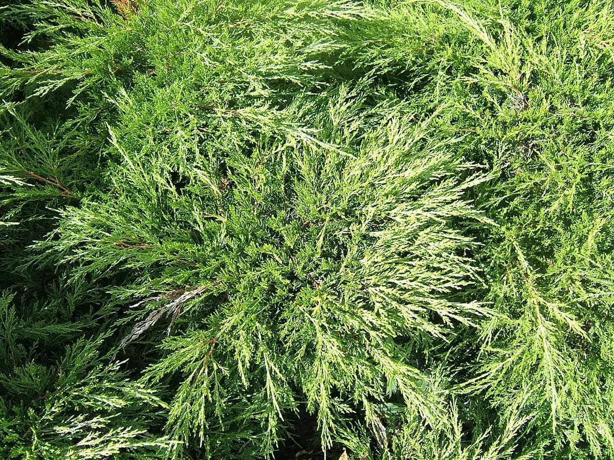 Genévrier sabine - Juniperus sabina