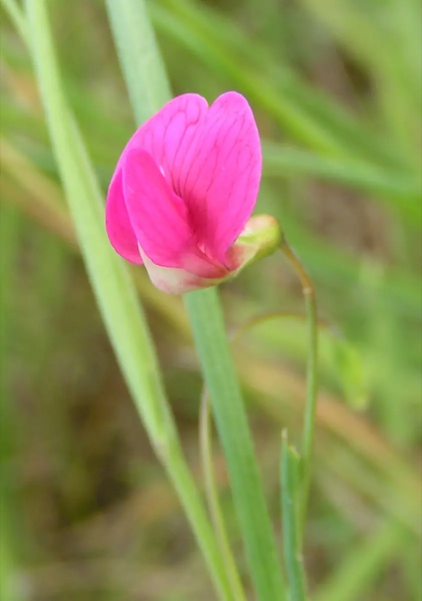 Gesse - Lathyrus