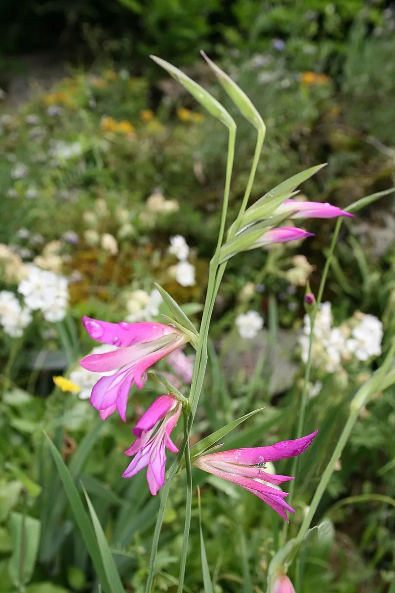 Glaïeul - Gladiolus