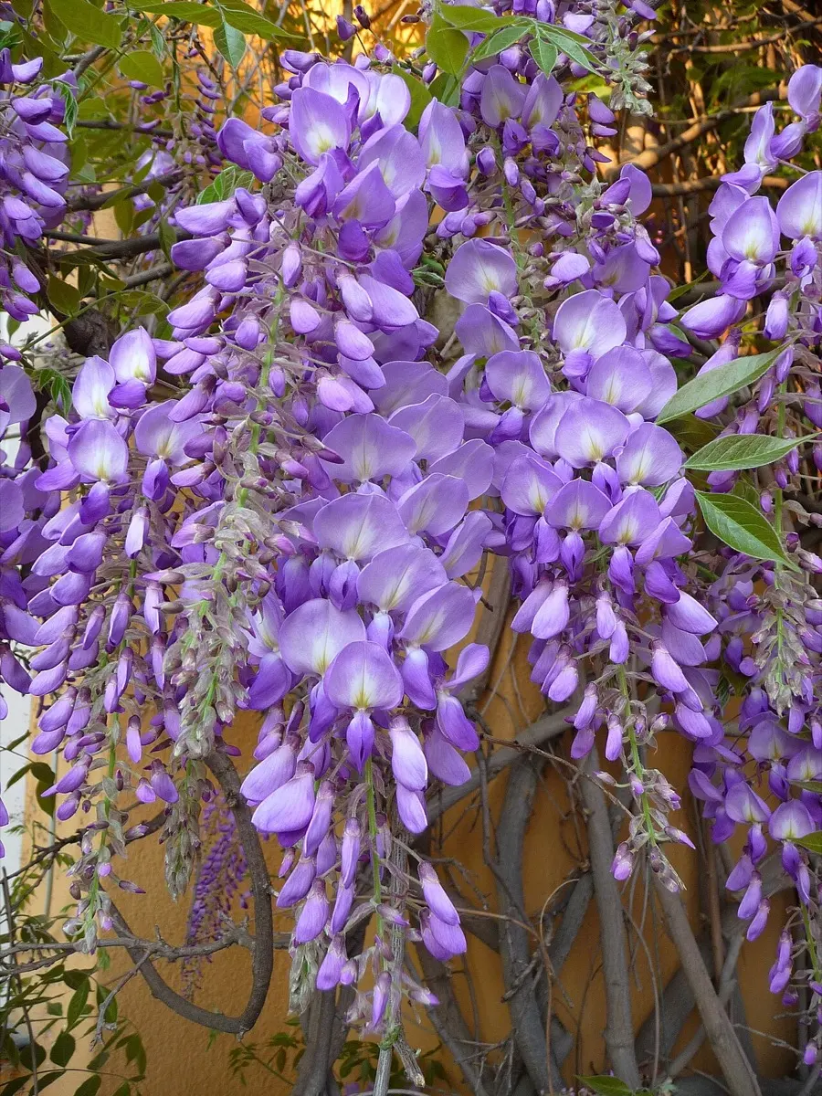 Glycine - Wisteria sinensis