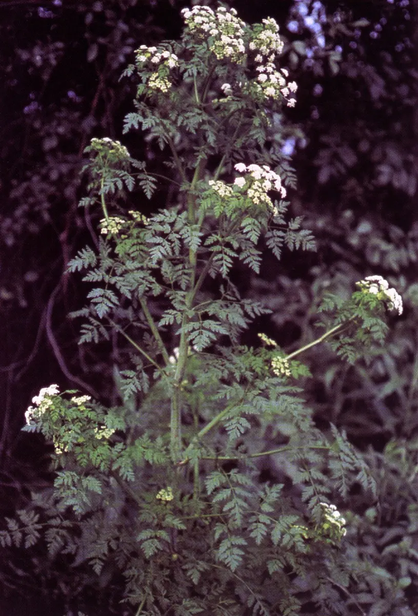 Grande Ciguë - Conium maculatum