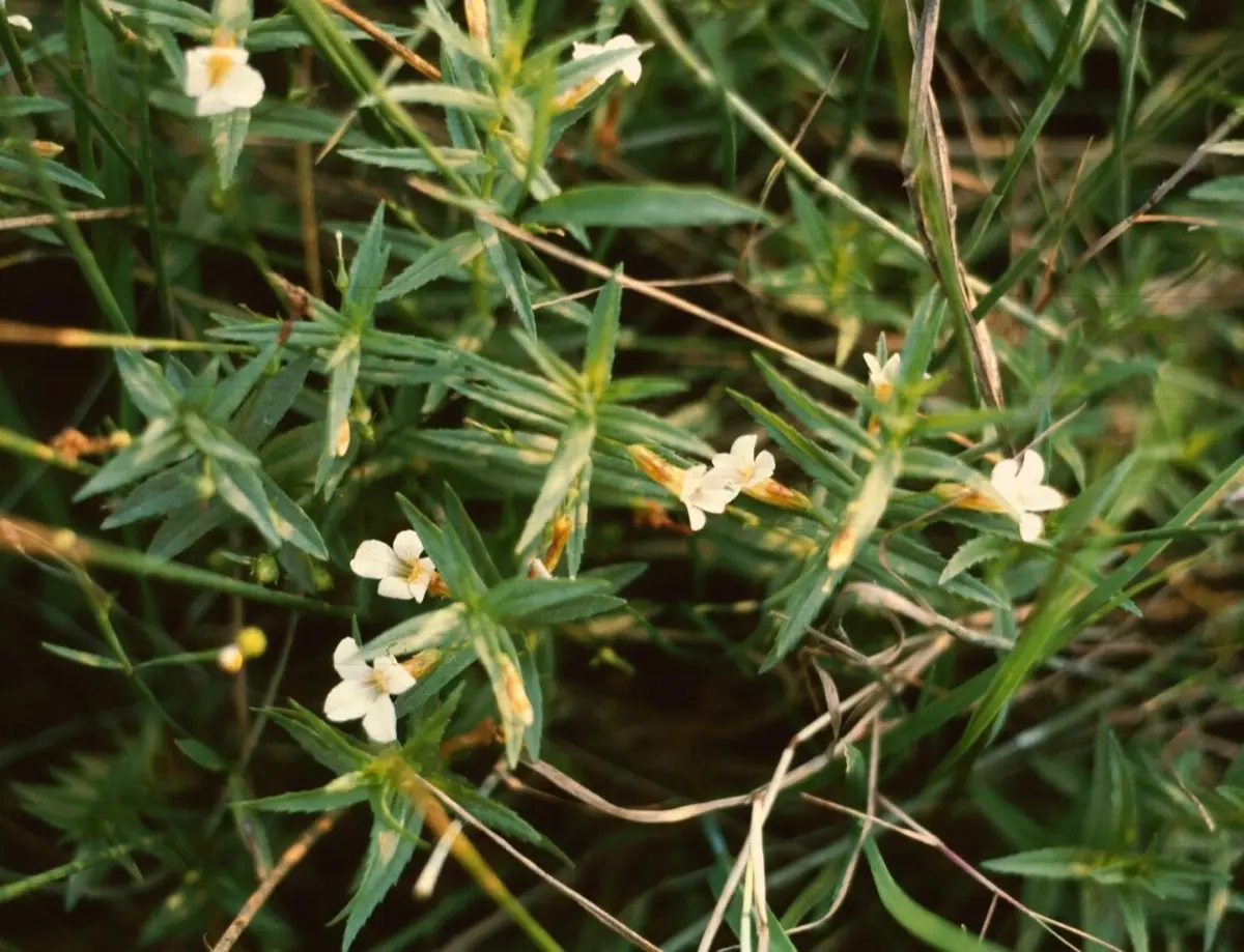 Gratiole officinale (Herbe à pauvres hommes) - Gratiola officinalis