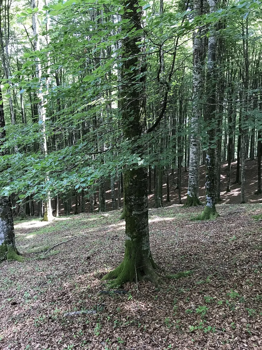 Hêtre commun - Fagus sylvatica