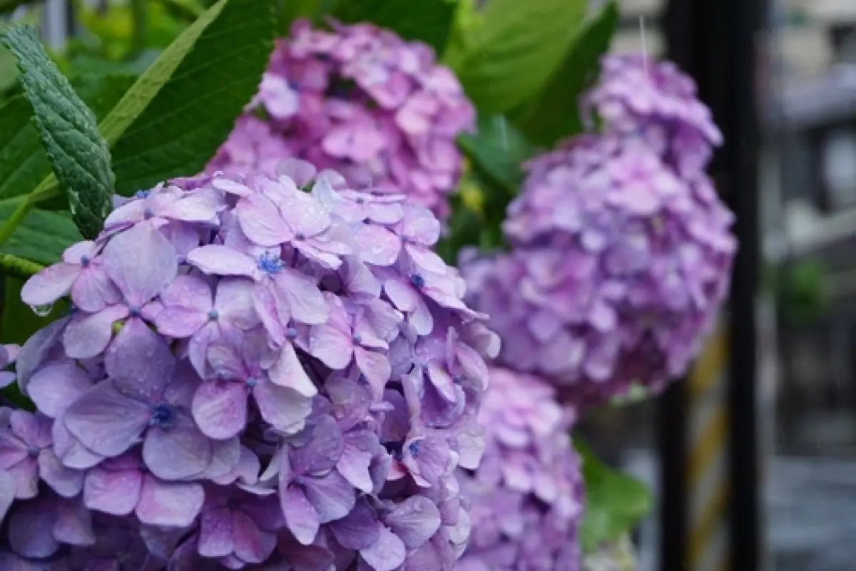 Hortensia - Hydrangea macrophylla