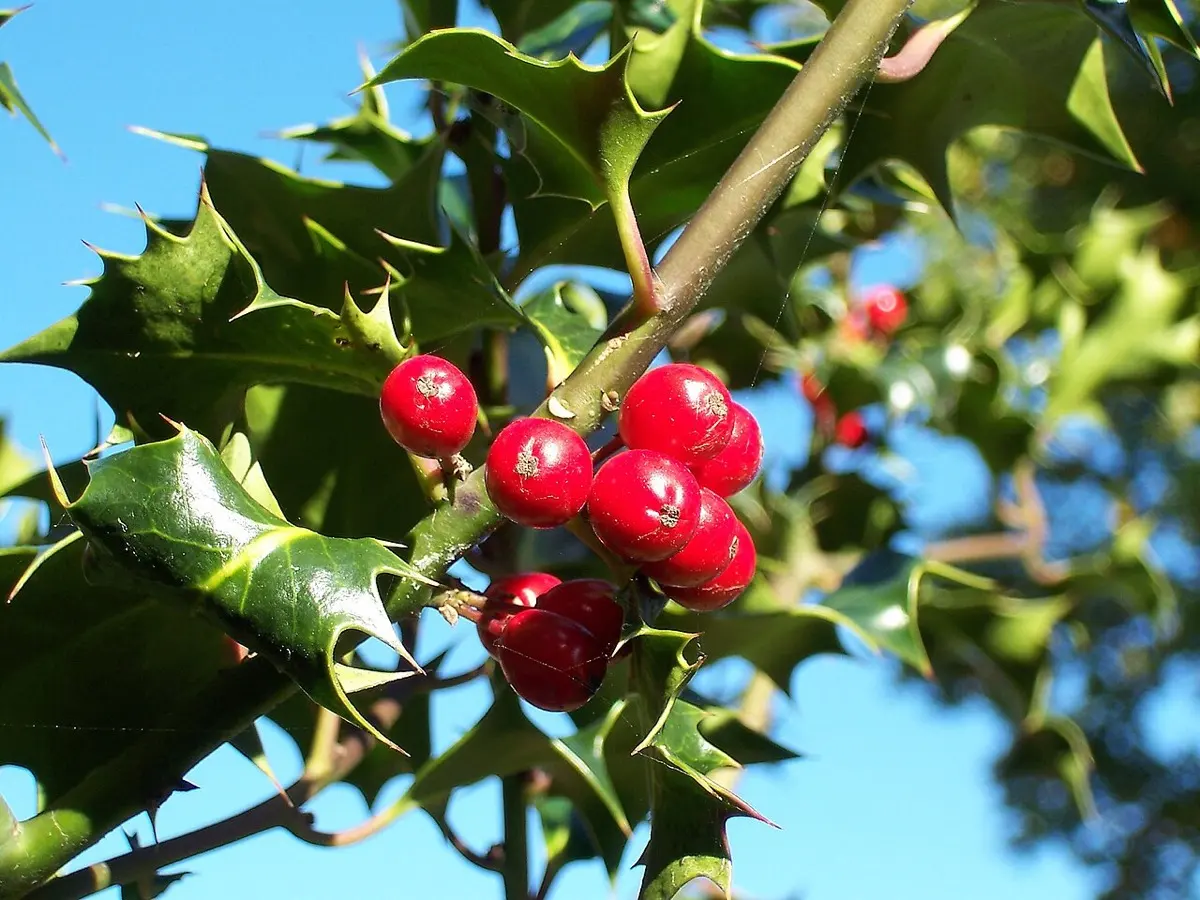 Houx - Ilex aquifolium