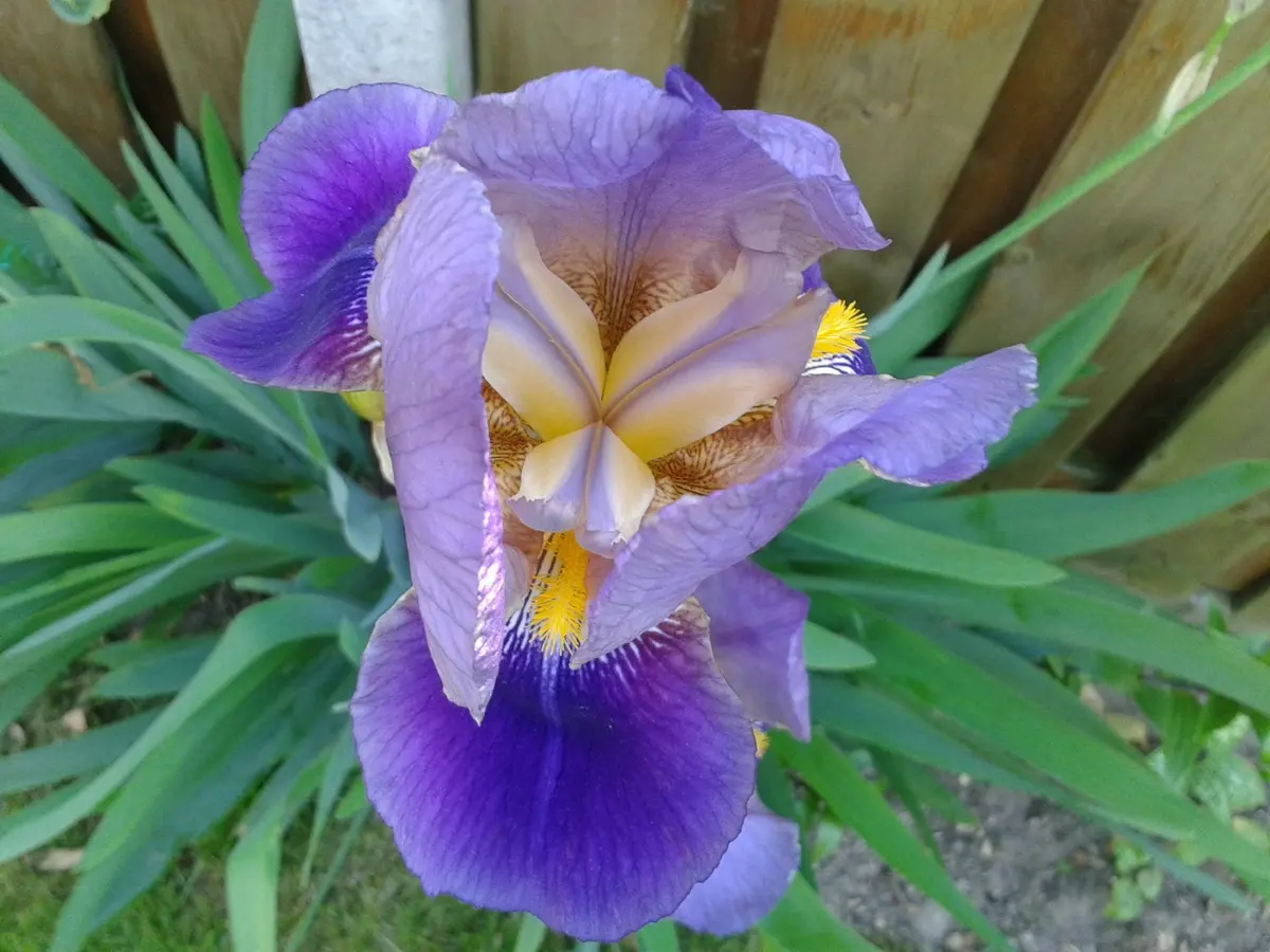 Iris (Iris des jardins, Iris fétide, Iris des marais) - Iris germanica