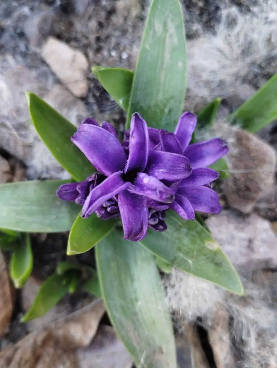 Jacinthe - Hyacinthus orientalis