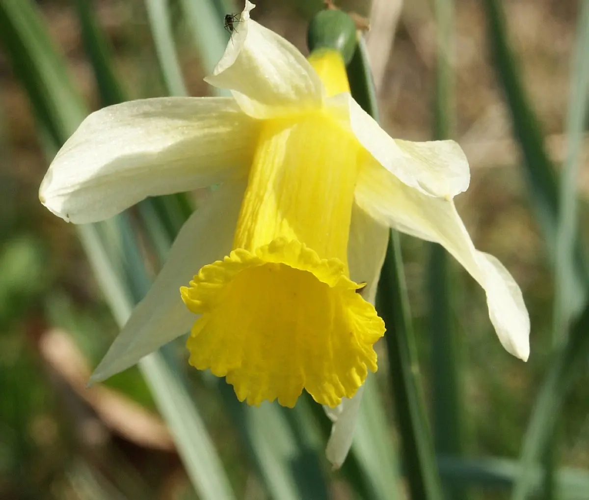 Jonquille (Narcisse) - Narcissus pseudonarcissus