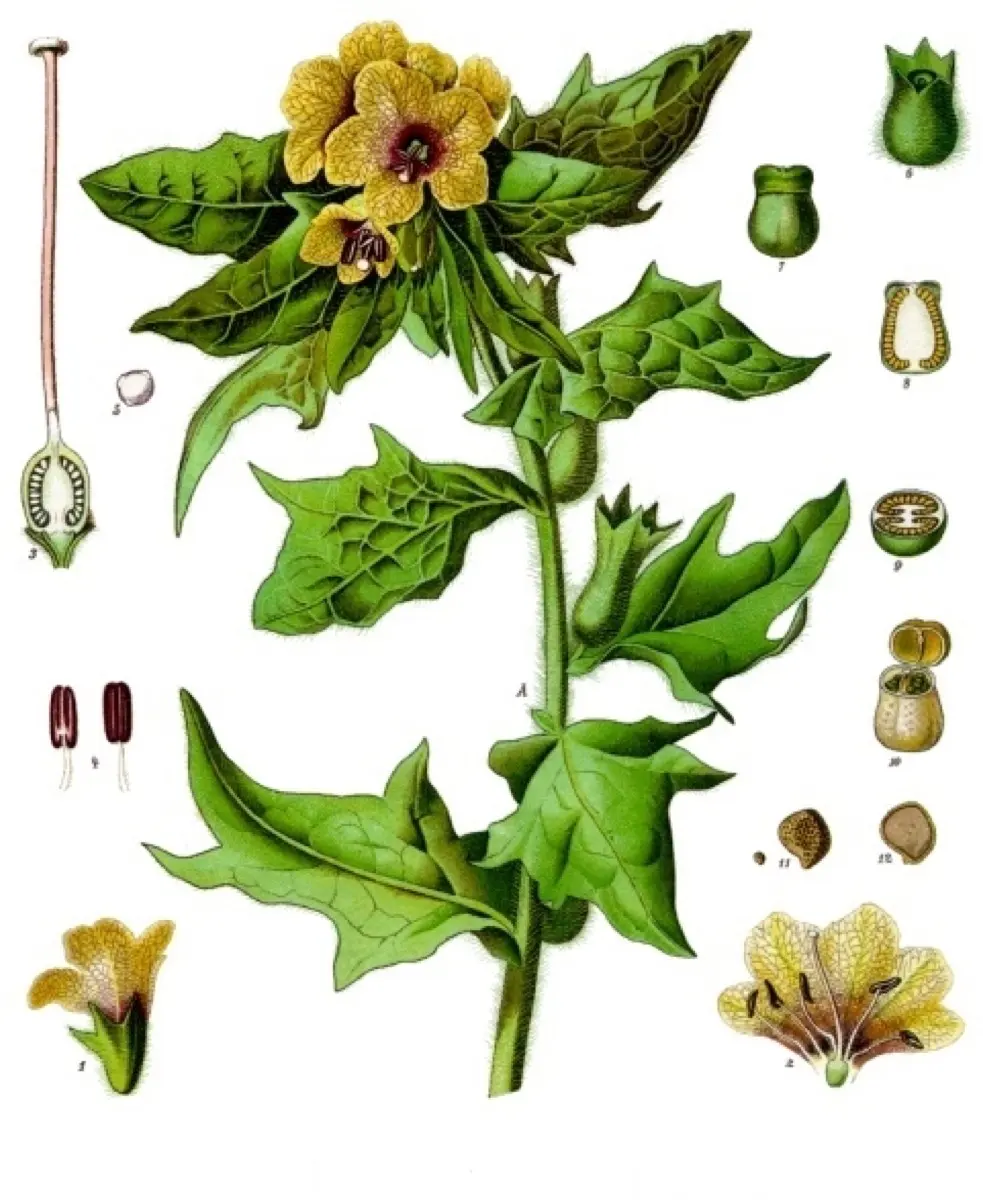 Jusquiame noire - Hyoscyamus niger