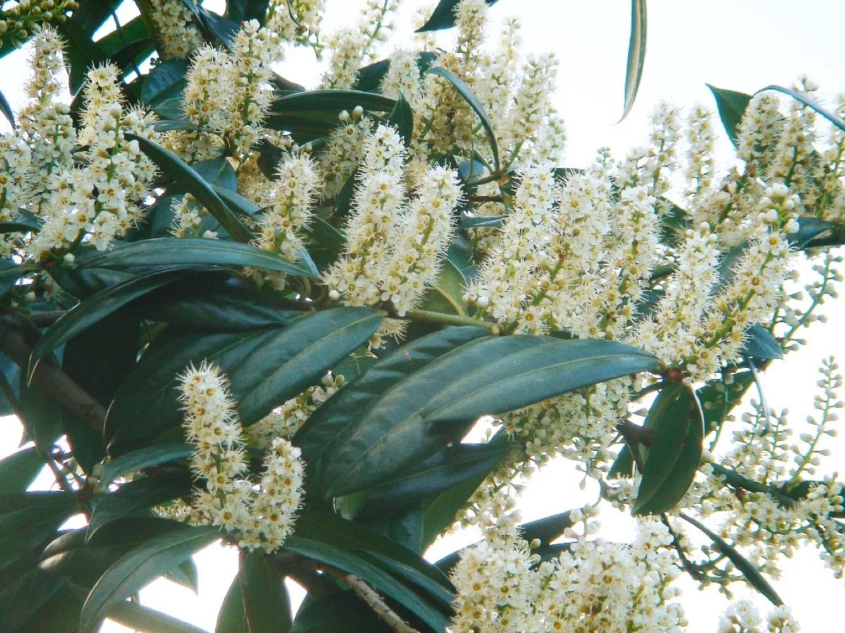 Laurier-cerise - Prunus laurocerasus