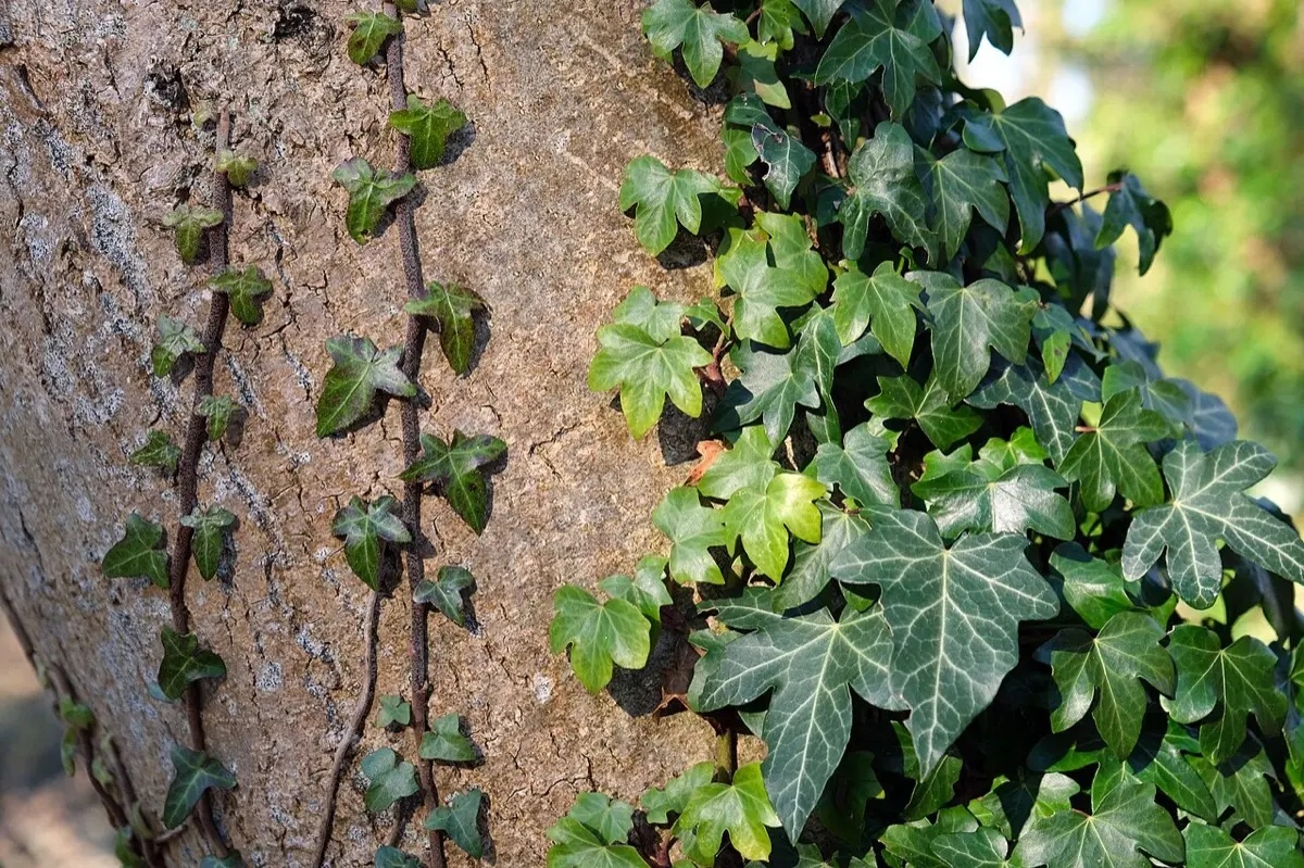Lierre grimpant - Hedera helix