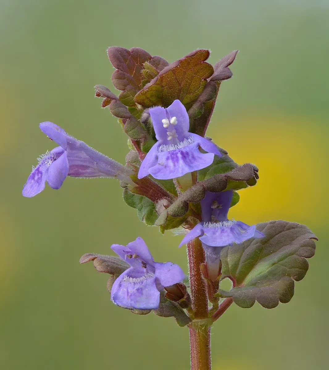 Lierre terrestre - Glechoma hederacea