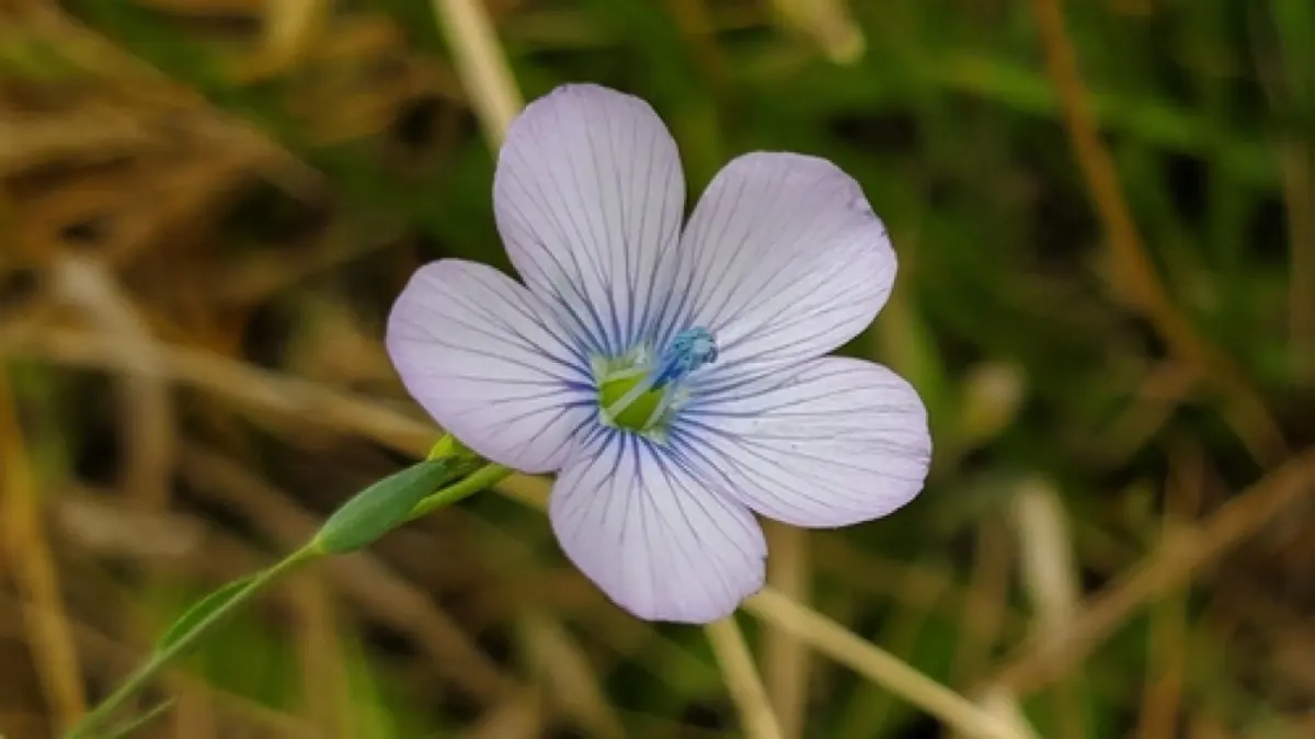 Lin (Graines crues) - Linum usitatissimum