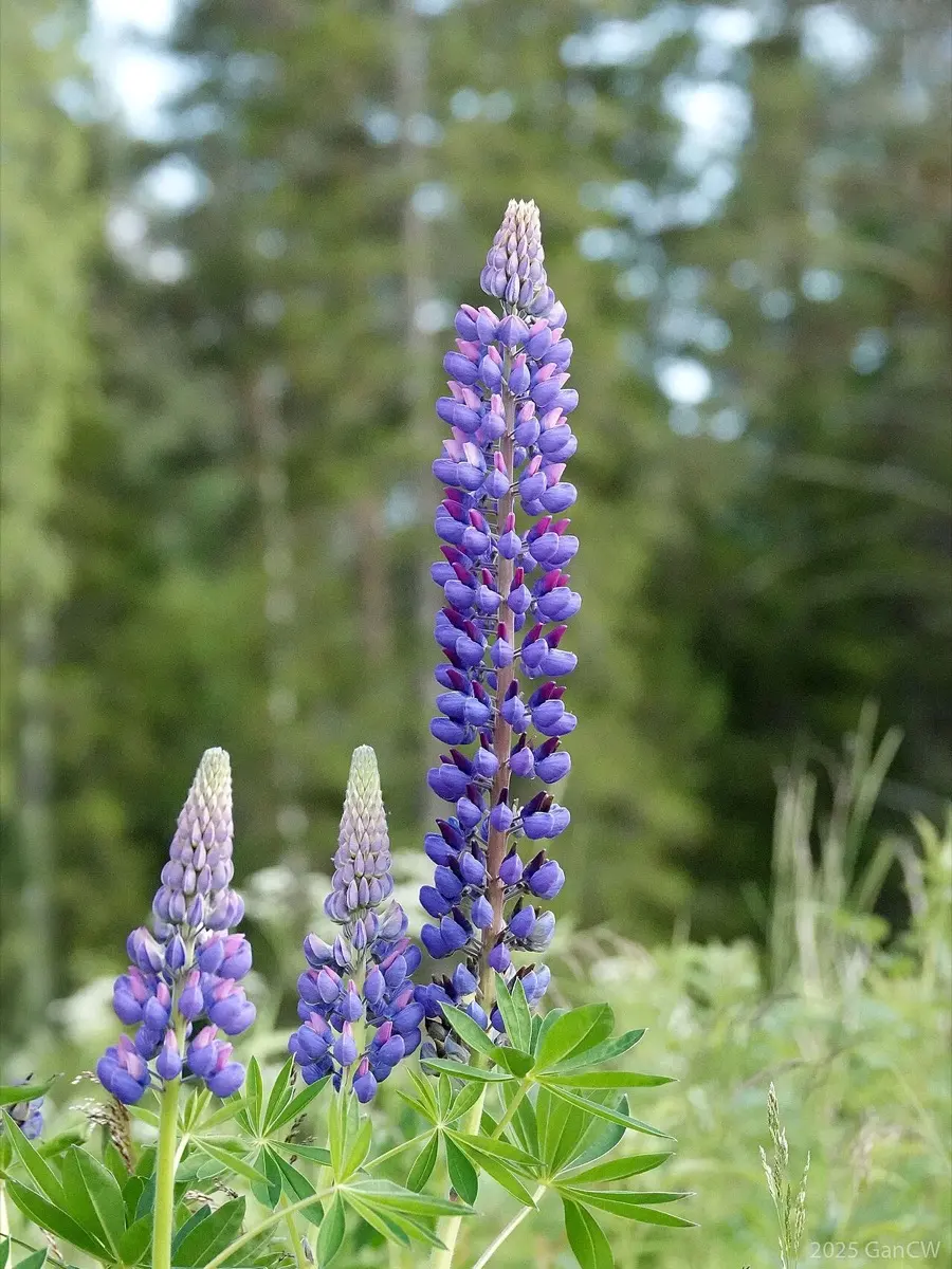 Lupin - Lupinus