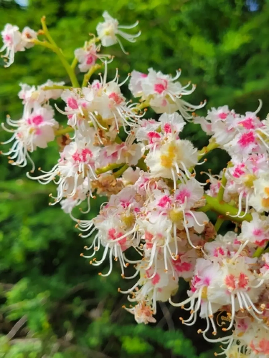 Marronnier d'Inde - Aesculus hippocastanum