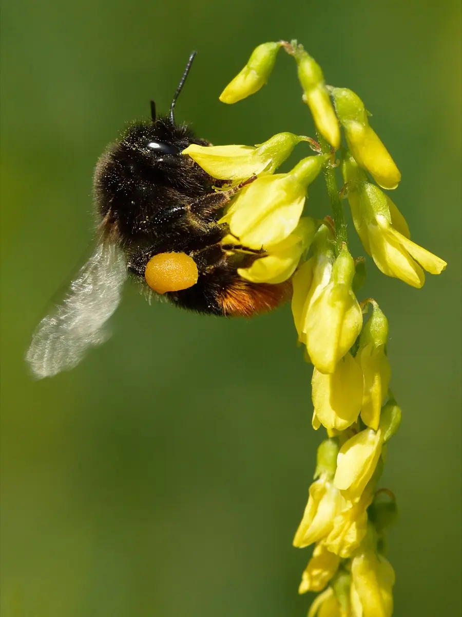 Mélilot (Mélilot officinal / blanc) - Melilotus officinalis