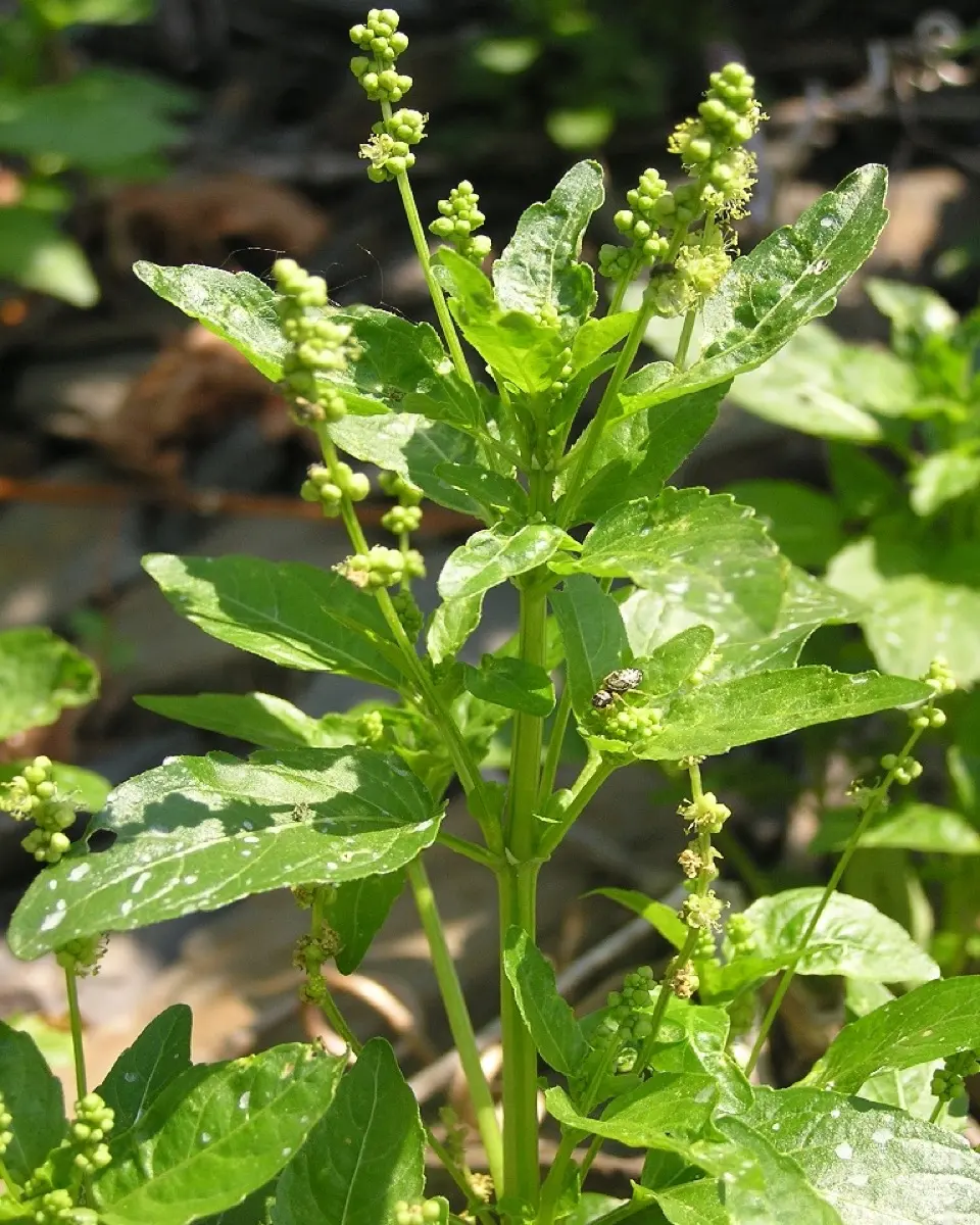 Mercuriale annuelle - Mercurialis annua