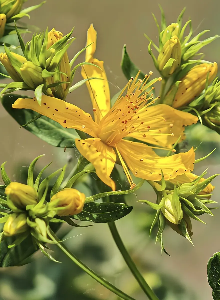 Millepertuis perforé - Hypericum perforatum