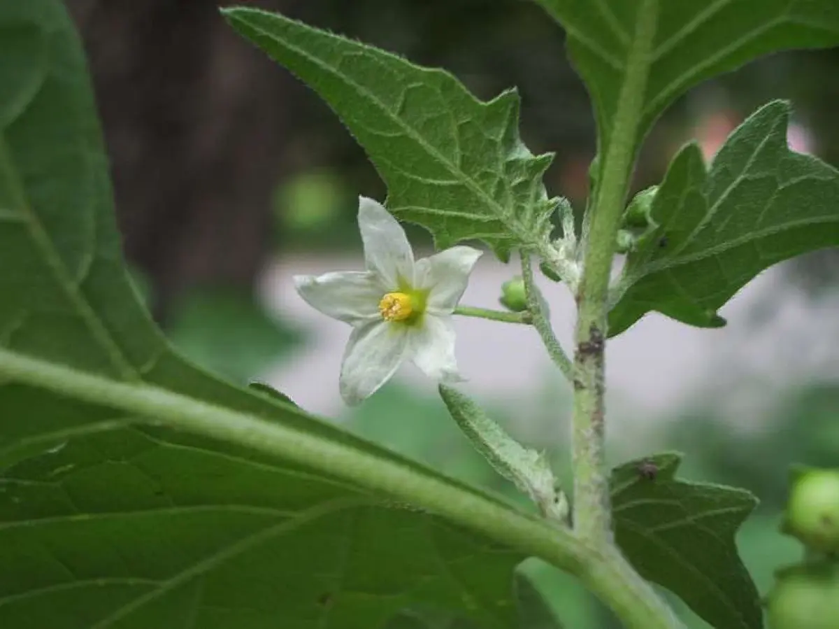 Morelle noire - Solanum nigrum