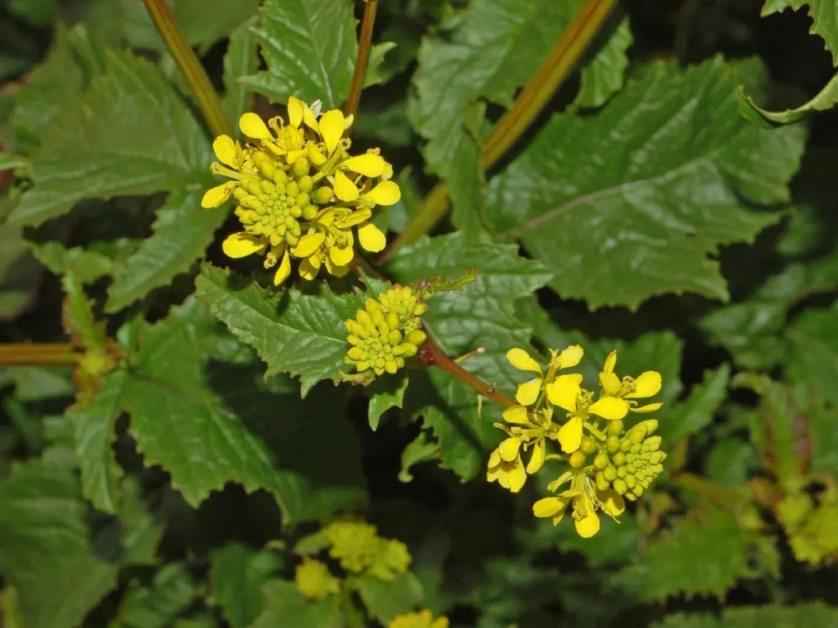 Moutarde sauvage - Sinapis arvensis