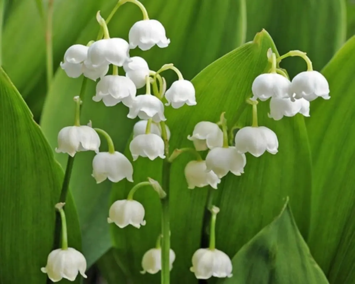 Muguet (de mai) - Convallaria majalis