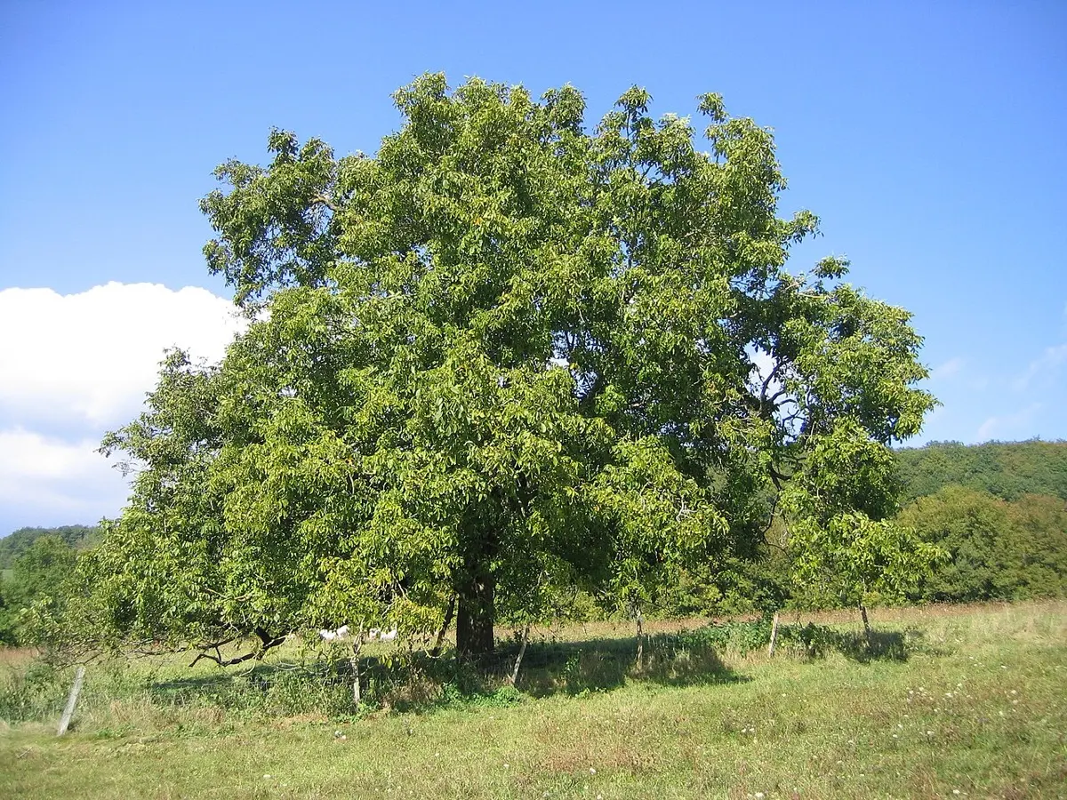 Noyer commun - Juglans regia