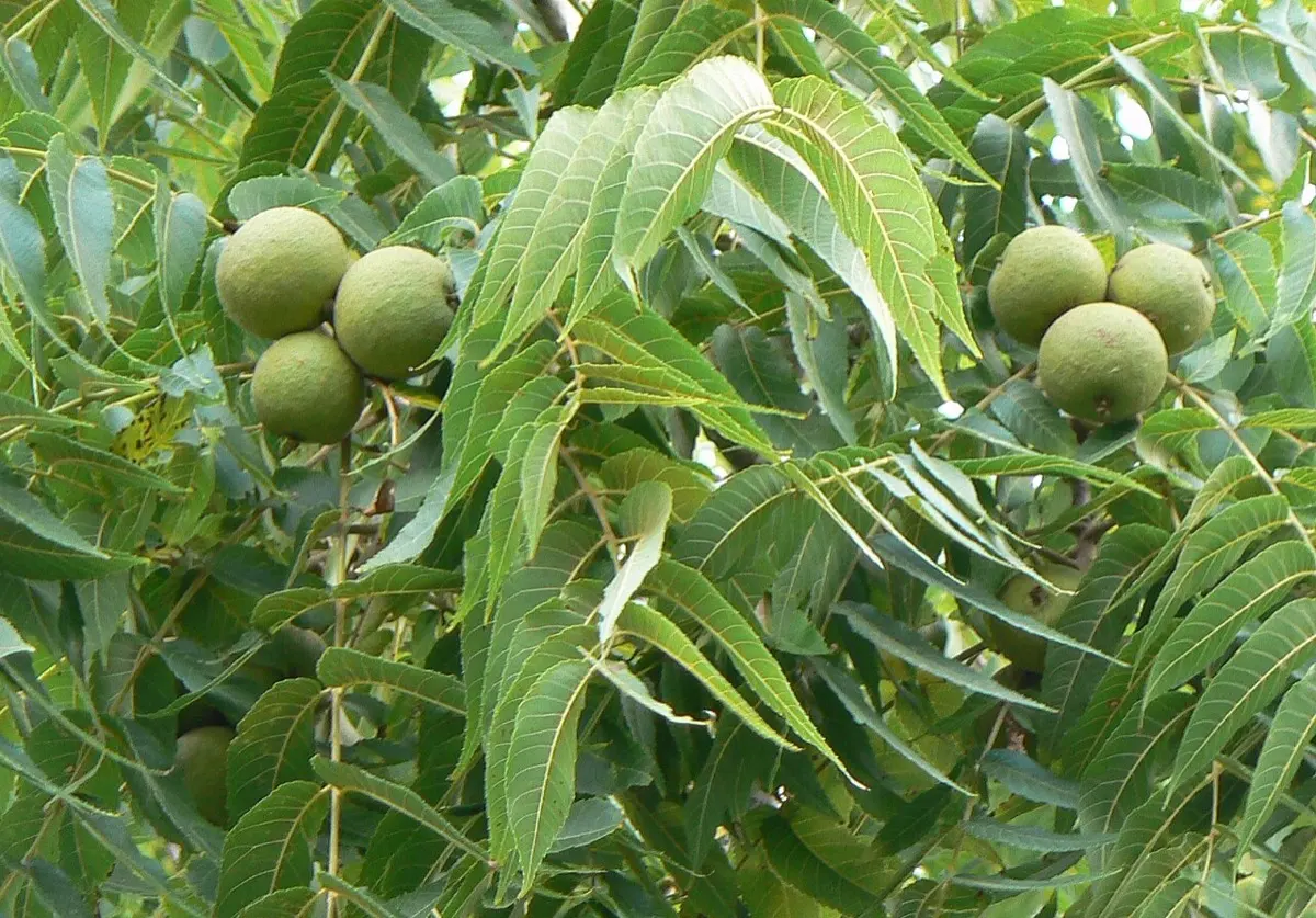 Noyer noir - Juglans nigra