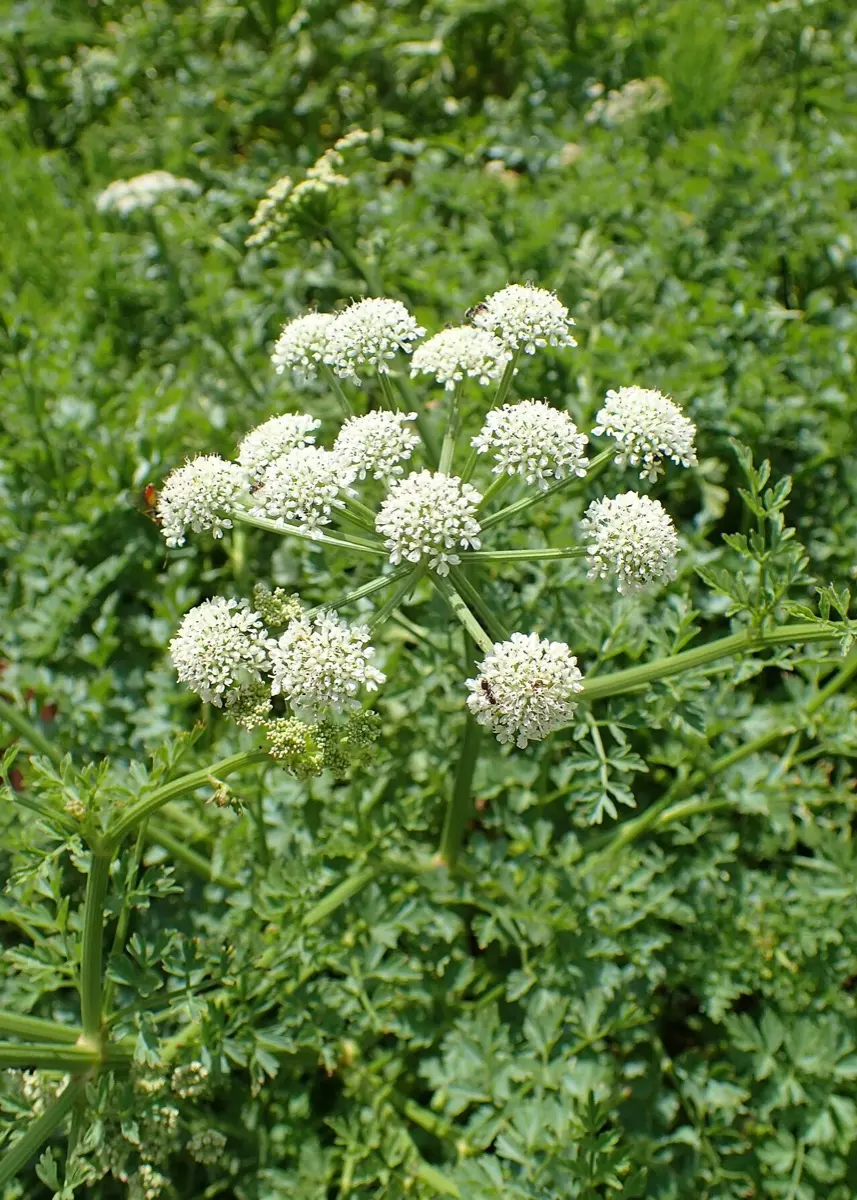 Oenanthe safranée - Oenanthe crocata