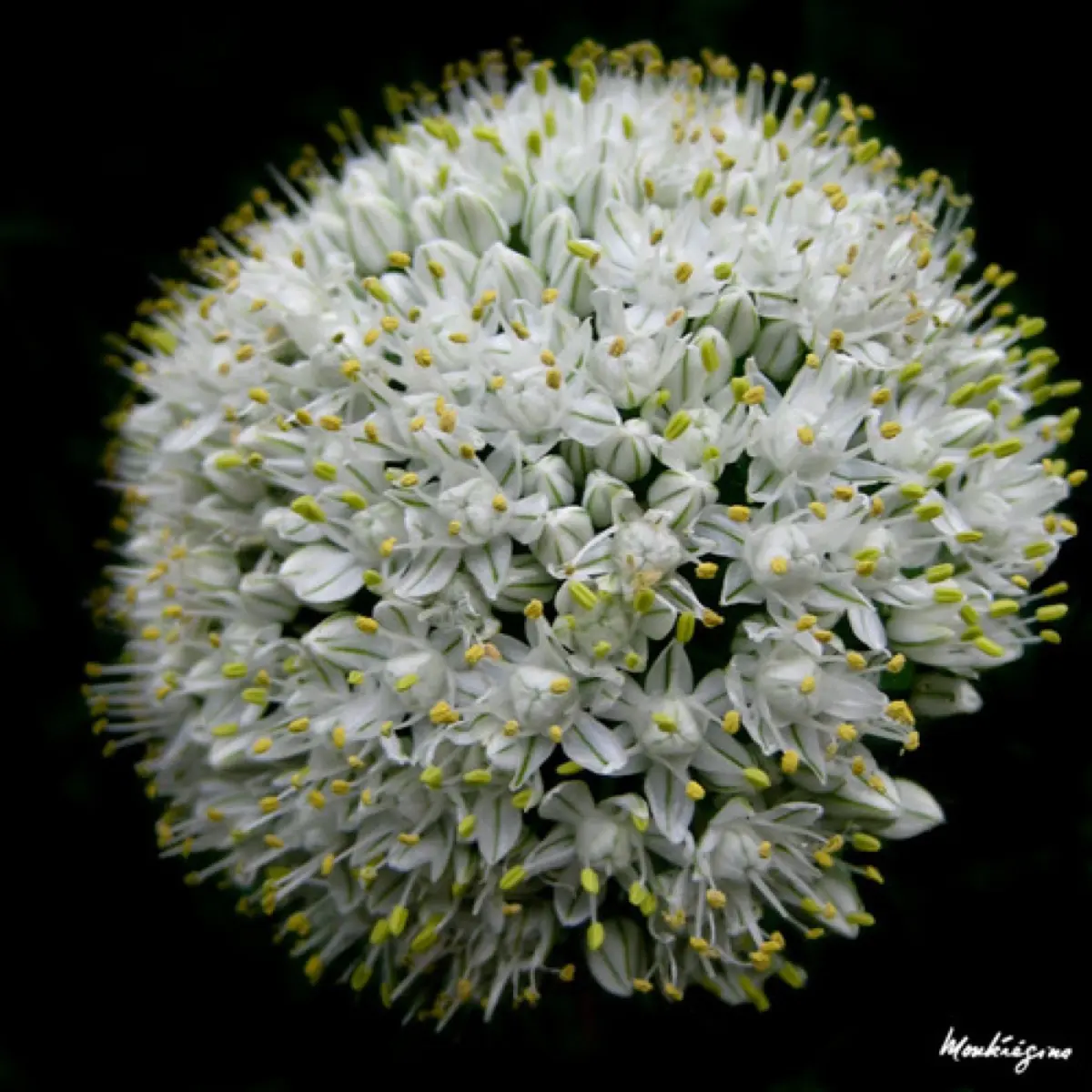 Oignon / Échalote - Allium cepa