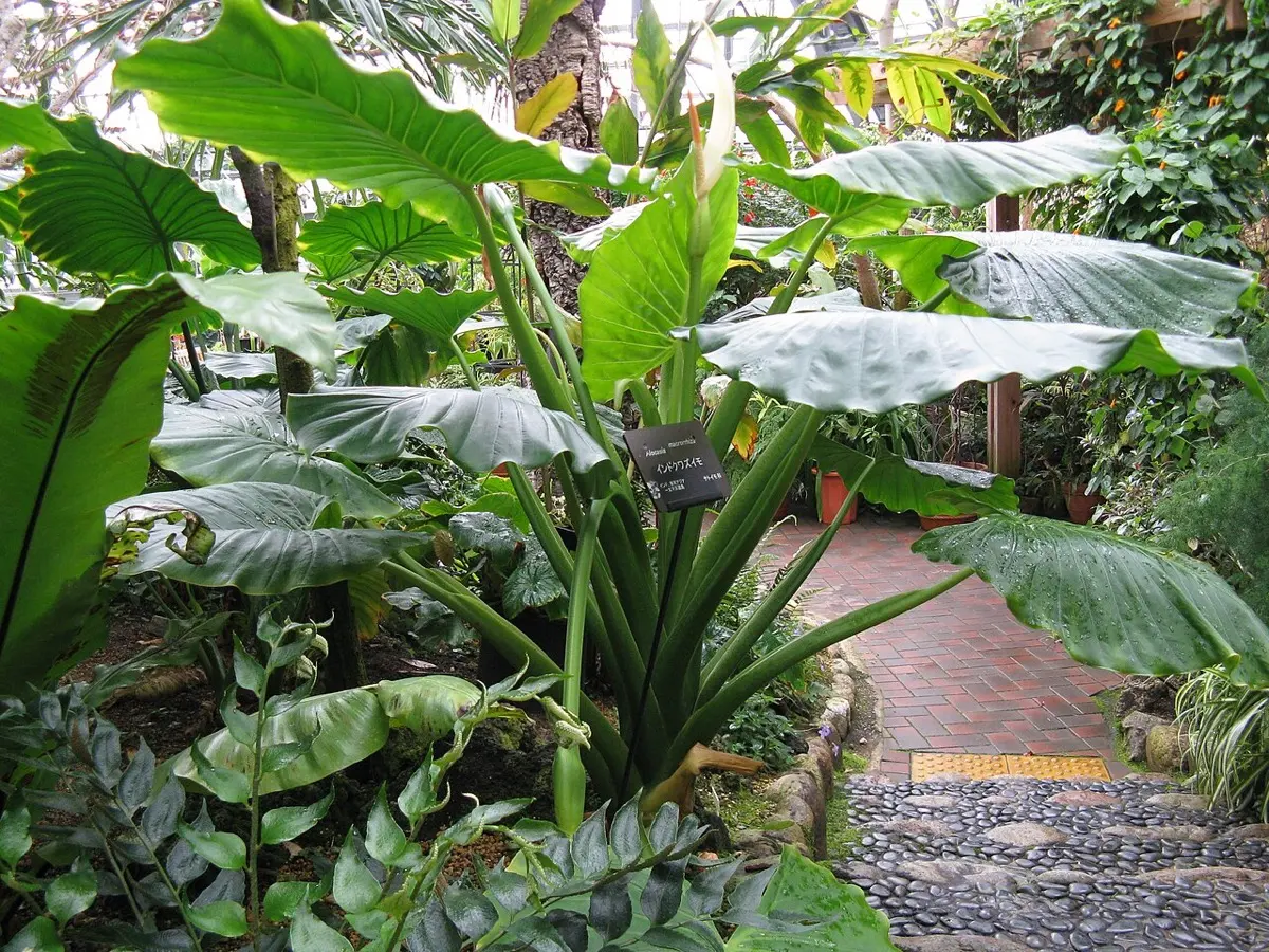 Oreille d'éléphant géante - Alocasia macrorrhizos