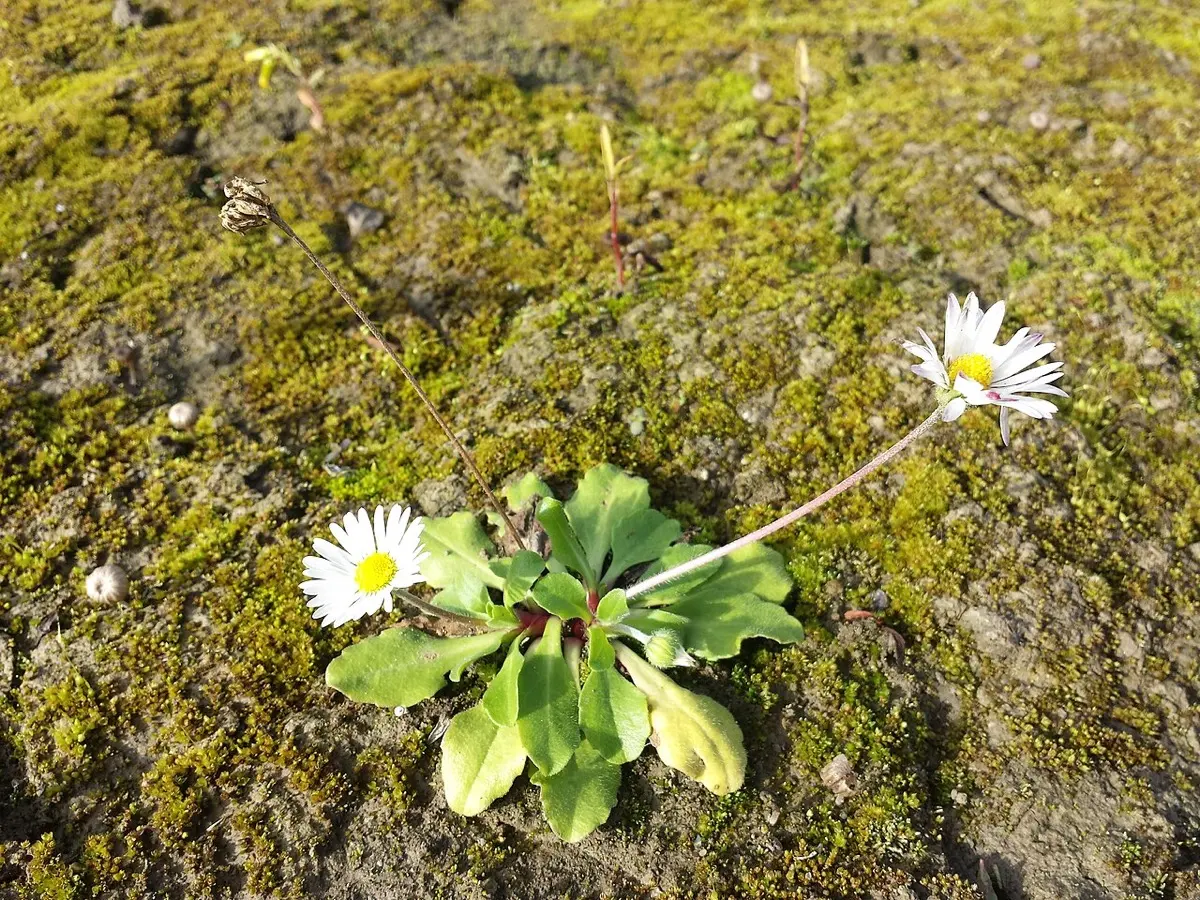 Pâquerette vivace - Bellis perennis