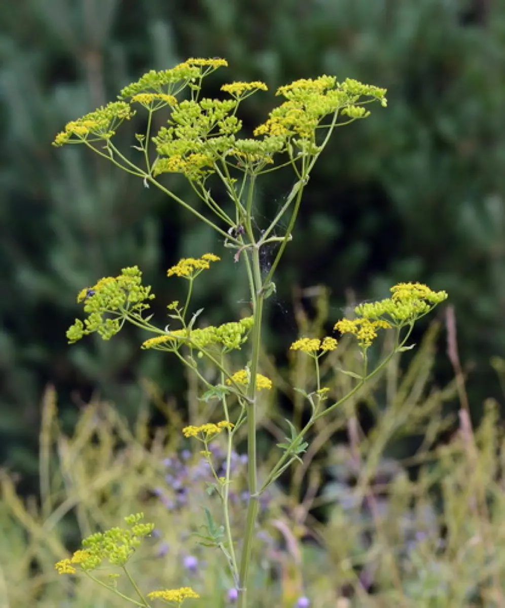 Pastenague sauvage - Pastinaca sativa