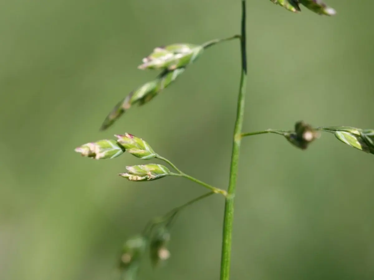 Pâturin annuel - Poa annua