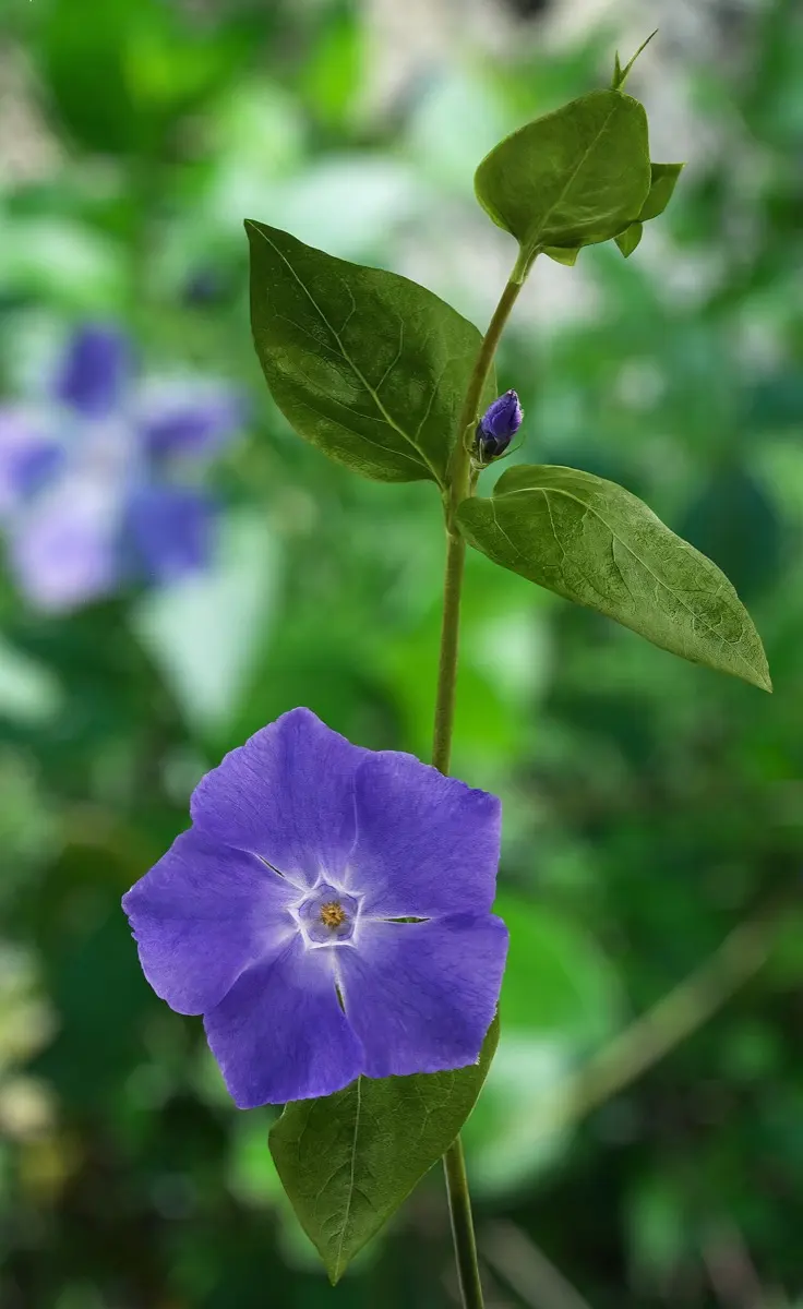 Pervenche (Grande et Petite) - Vinca major