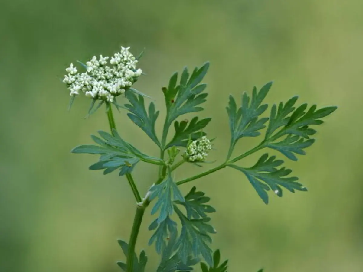 Petite Ciguë (Faux persil) - Aethusa cynapium