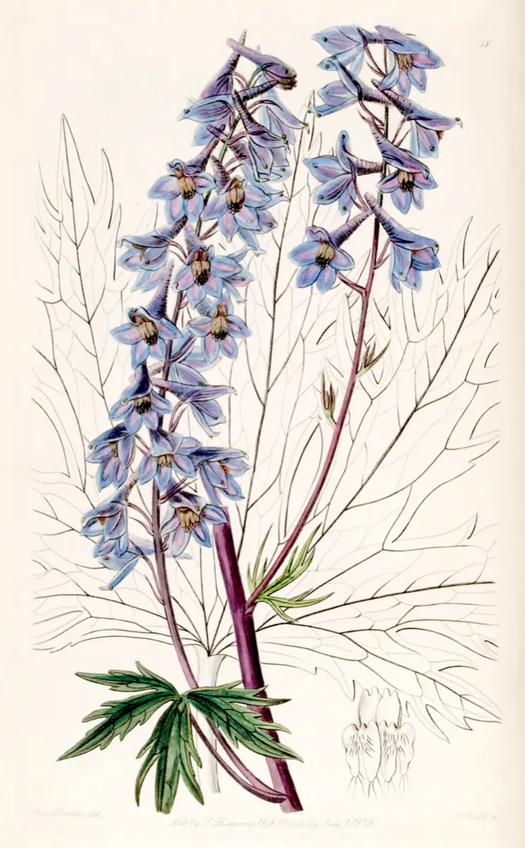 Pied d'alouette (Delphinium) - Delphinium