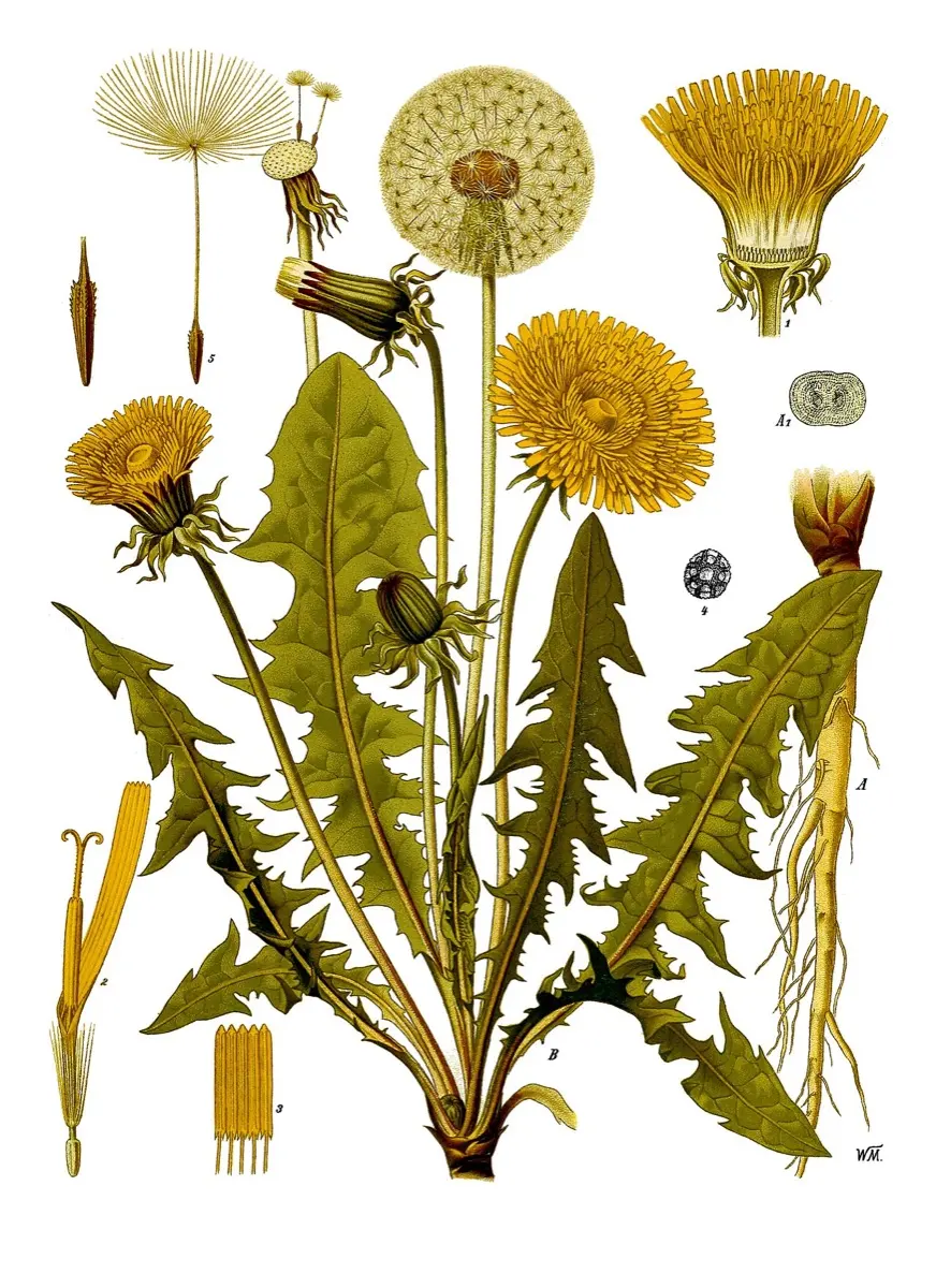 Pissenlit commun - Taraxacum officinale