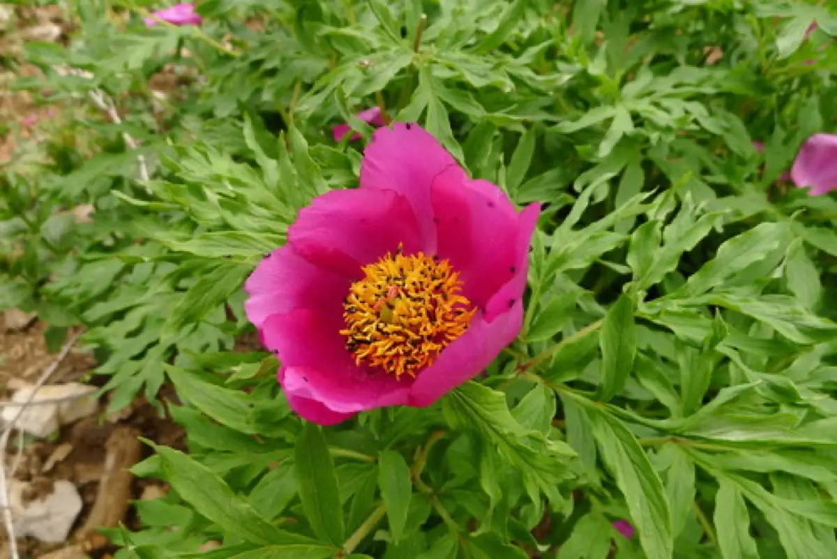 Pivoine - Paeonia