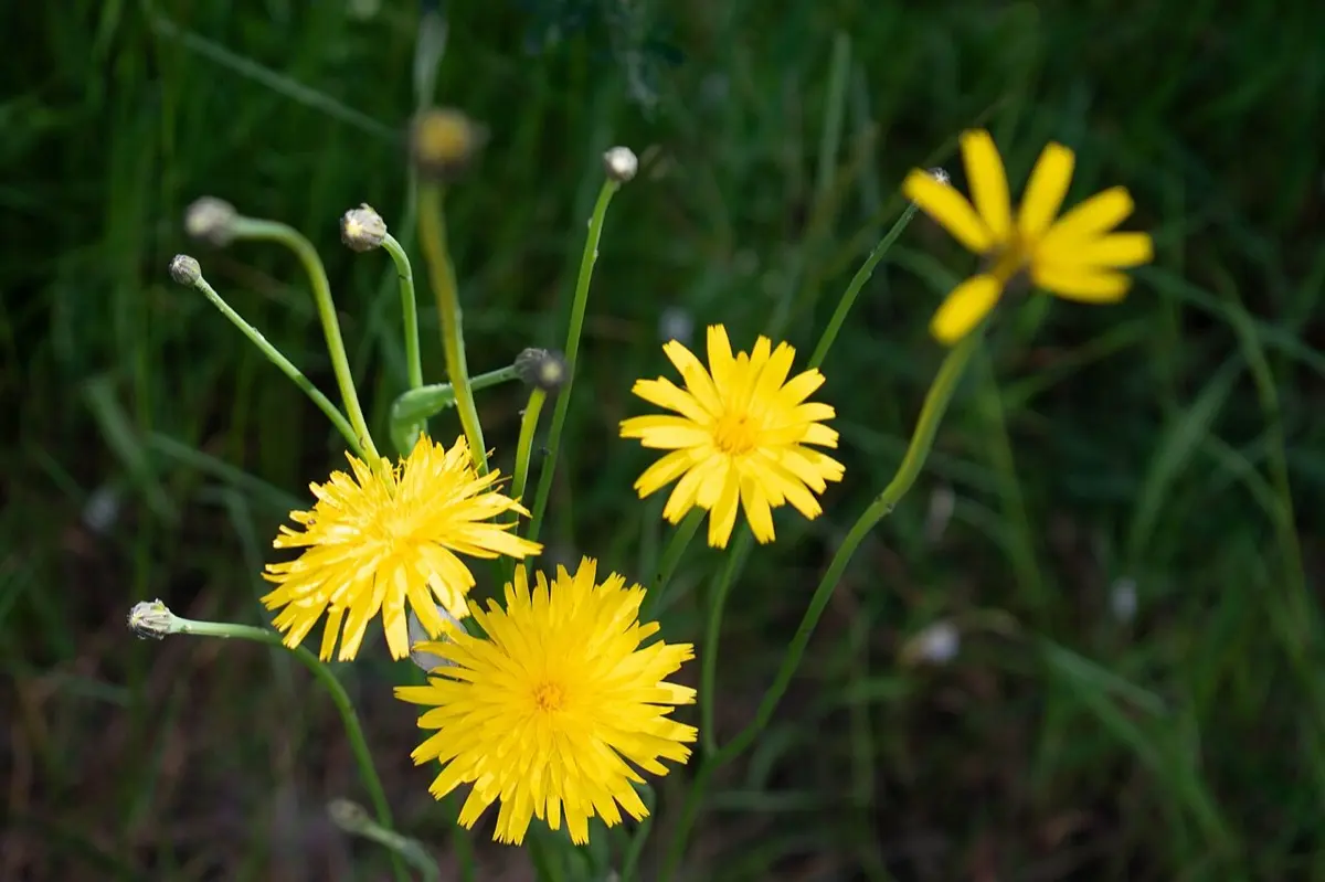 Porcelle enracinée - Hypochaeris radicata