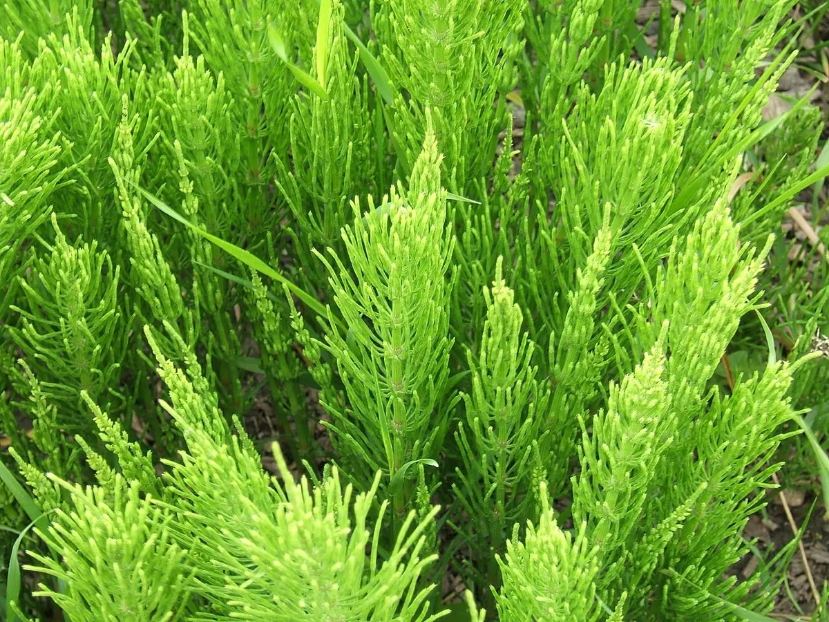 Prêle des champs - Equisetum arvense