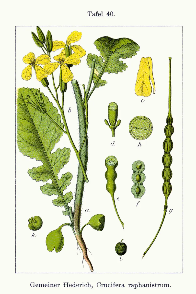 Radis sauvage (Ravenelle) - Raphanus raphanistrum
