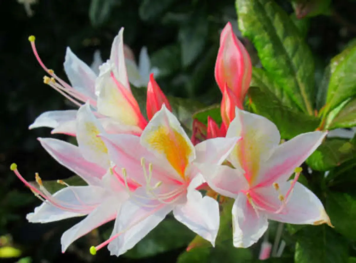 Rhododendron - Rhododendron