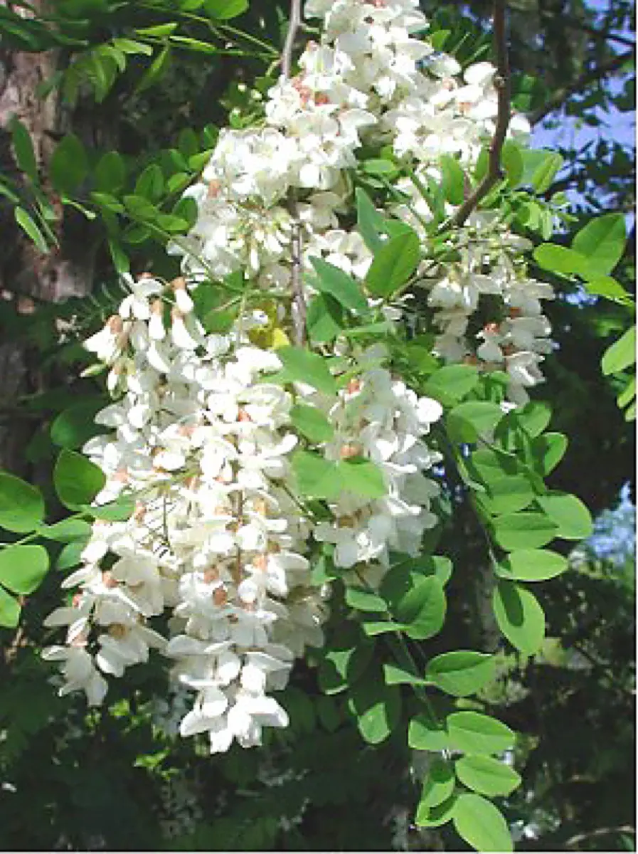 Robinier Faux-Acacia - Robinia pseudoacacia